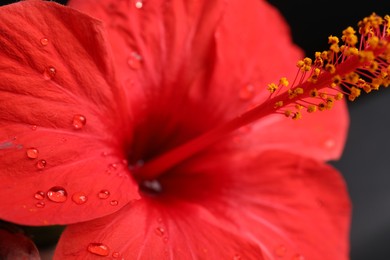 Photo of Beautiful red hibiscus flower on black background, closeup