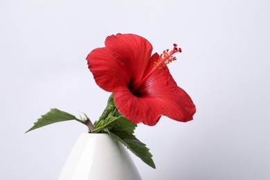 Photo of Beautiful red hibiscus flower in vase on white background, closeup