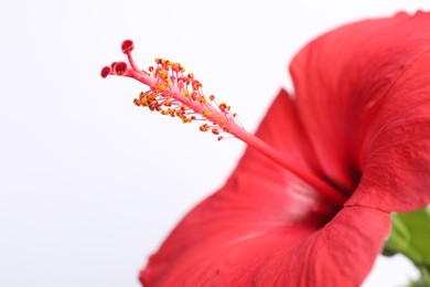 Photo of Beautiful red hibiscus flower bud on white background, closeup. Space for text