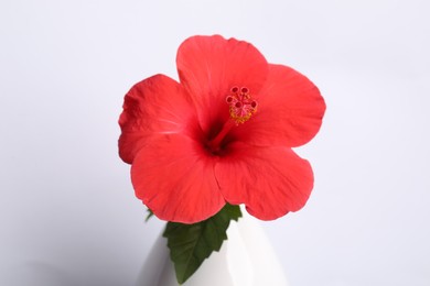 Photo of Beautiful red hibiscus flower in vase on white background, closeup