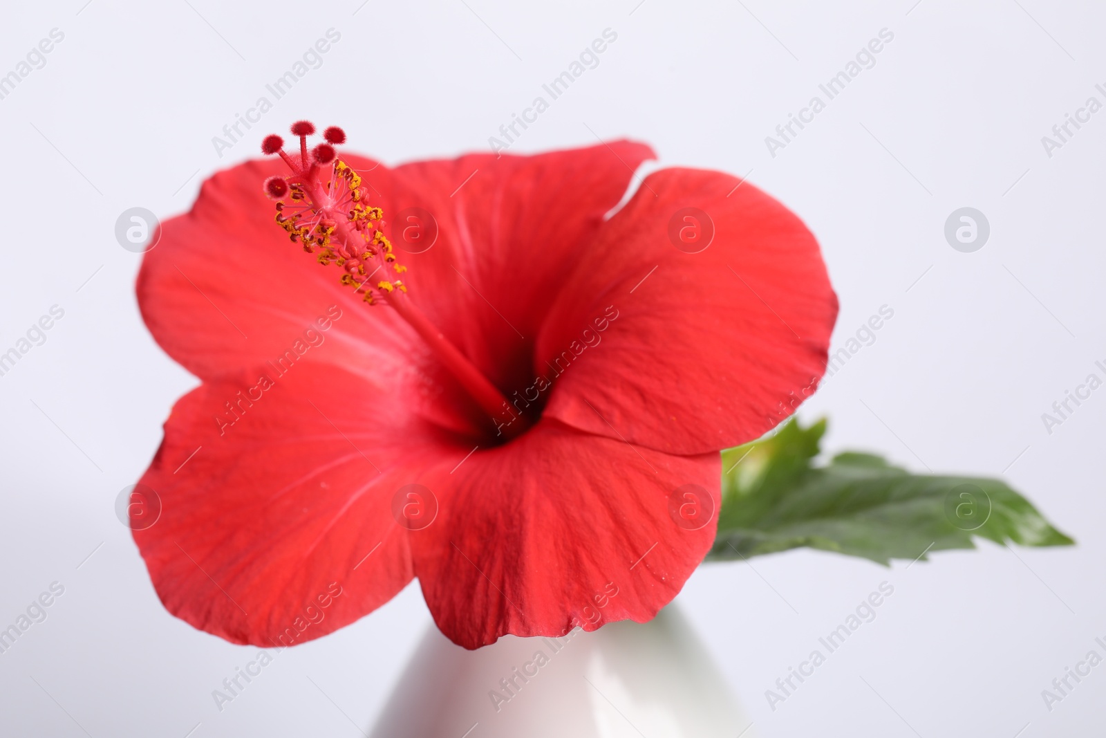 Photo of Beautiful red hibiscus flower in vase on white background, closeup