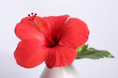 Photo of Beautiful red hibiscus flower in vase on white background, closeup