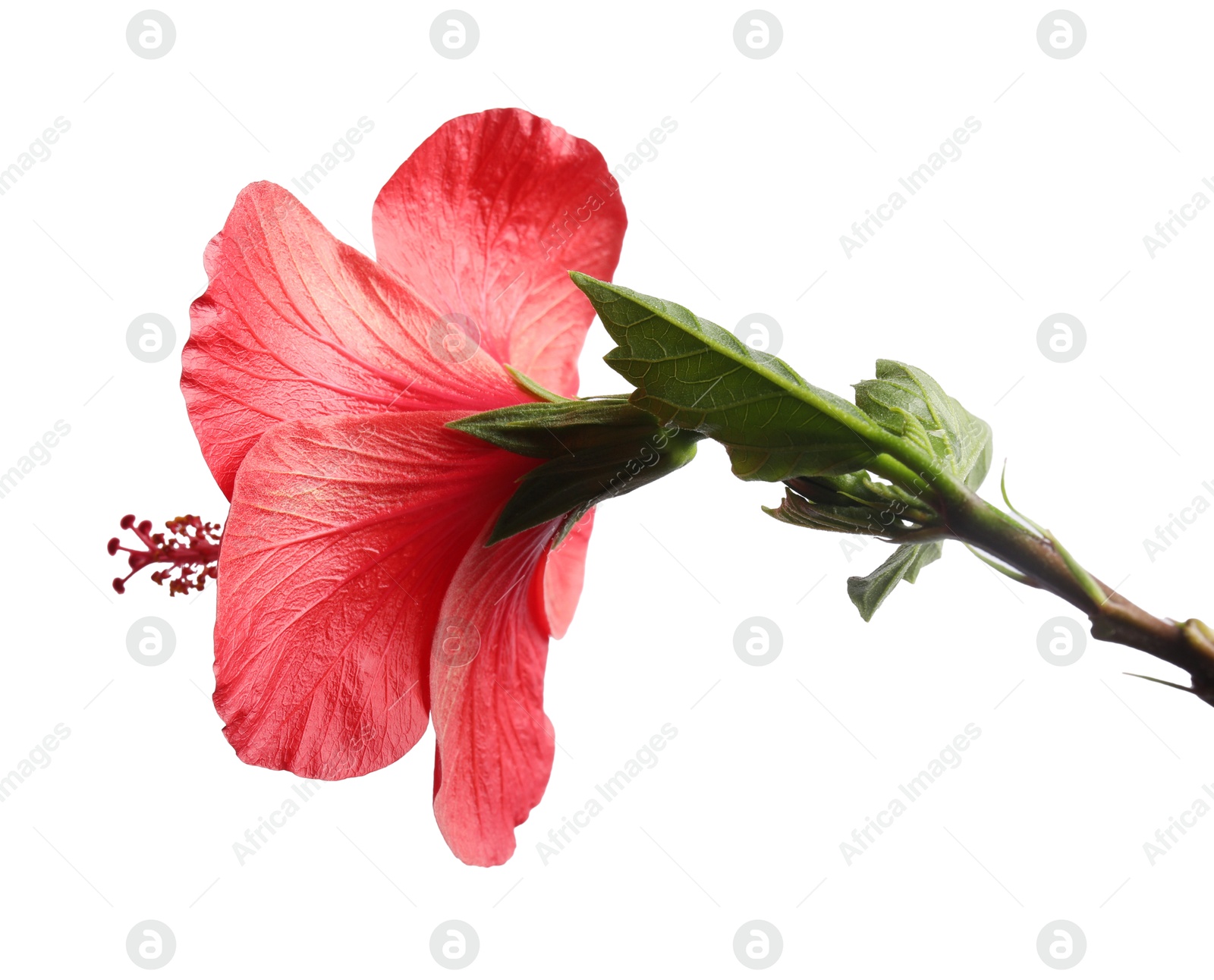 Photo of Beautiful red hibiscus flower bud isolated on white
