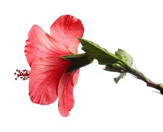 Photo of Beautiful red hibiscus flower bud isolated on white