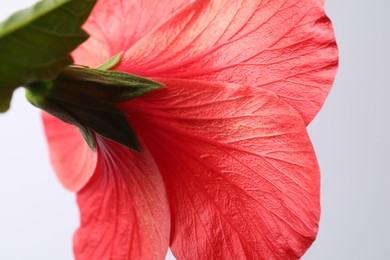 Photo of Beautiful red hibiscus flower bud on white background, closeup
