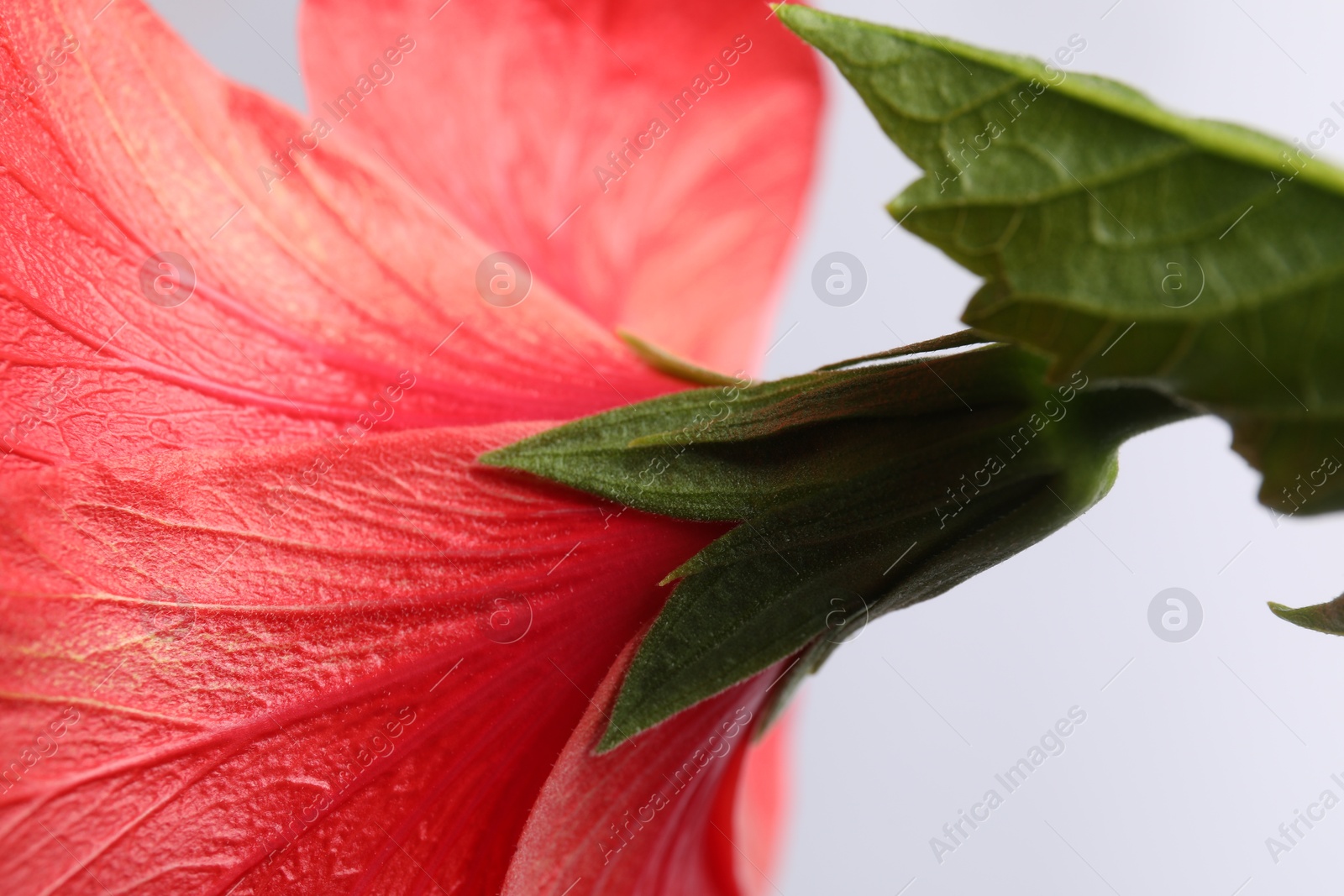 Photo of Beautiful red hibiscus flower bud on white background, closeup