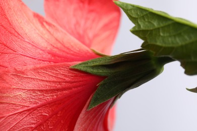 Photo of Beautiful red hibiscus flower bud on white background, closeup