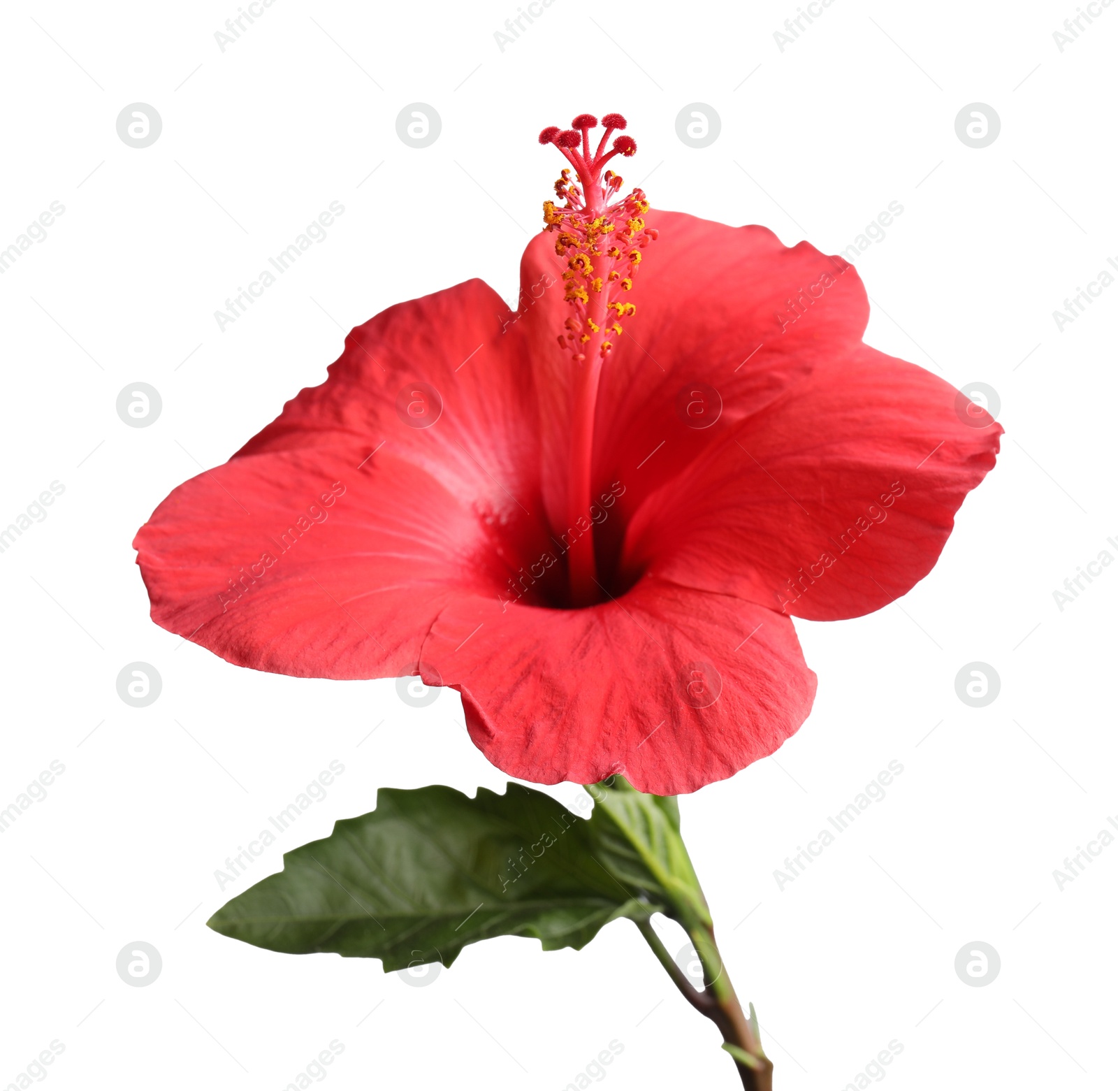 Photo of Beautiful red hibiscus flower bud isolated on white