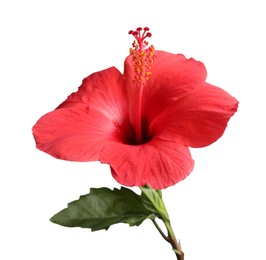Photo of Beautiful red hibiscus flower bud isolated on white