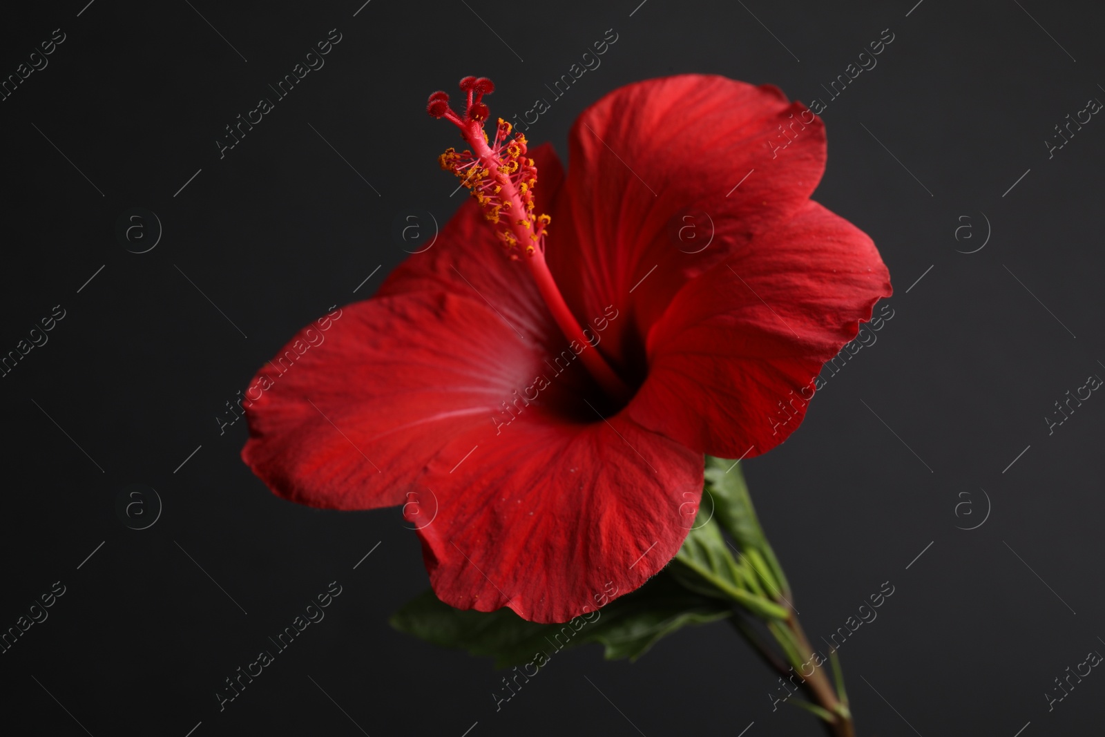 Photo of Beautiful red hibiscus flower bud on black background, closeup