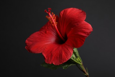 Photo of Beautiful red hibiscus flower bud on black background, closeup