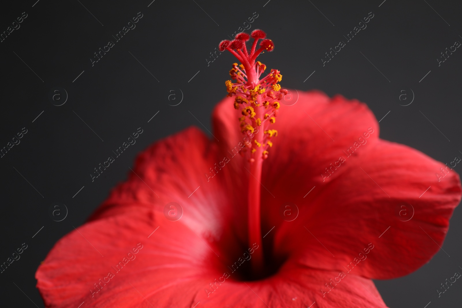 Beautiful red hibiscus flower bud on black background, closeup Photo of Beautiful red hibiscus flower bud on black background, closeup