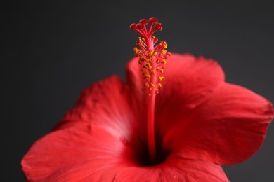 Photo of Beautiful red hibiscus flower bud on black background, closeup