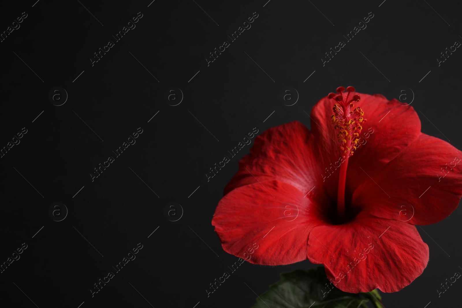 Photo of Beautiful red hibiscus flower bud on black background, closeup. Space for text