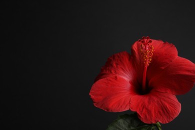 Photo of Beautiful red hibiscus flower bud on black background, closeup. Space for text