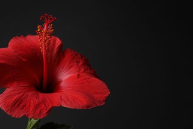 Photo of Beautiful red hibiscus flower bud on black background, closeup. Space for text