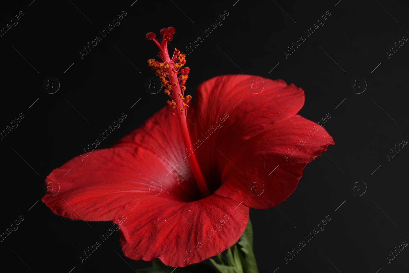 Photo of Beautiful red hibiscus flower bud on black background, closeup
