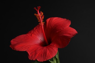 Photo of Beautiful red hibiscus flower bud on black background, closeup