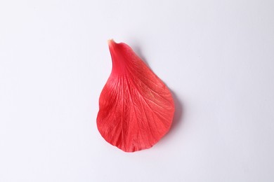 Photo of Beautiful red hibiscus petal on white background, top view