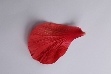 Photo of Beautiful red hibiscus petal on white background, top view