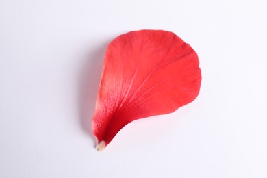 Photo of Beautiful red hibiscus petal on white background, top view