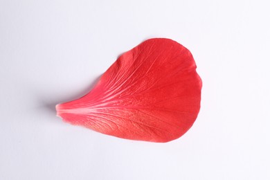 Photo of Beautiful red hibiscus petal on white background, top view