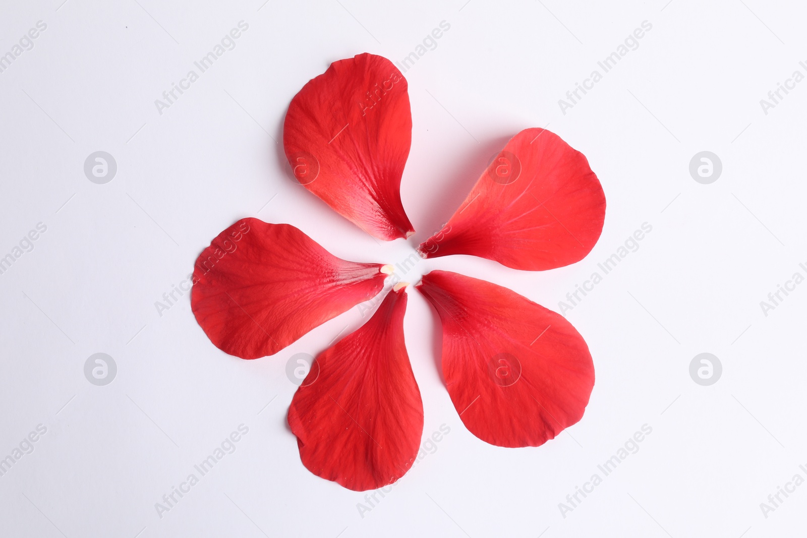 Photo of Beautiful red hibiscus petals on white background, flat lay