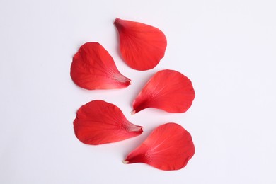 Photo of Beautiful red hibiscus petals on white background, flat lay