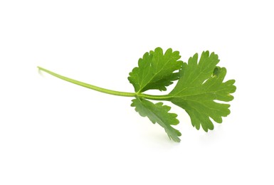 Photo of Sprig of aromatic cilantro isolated on white