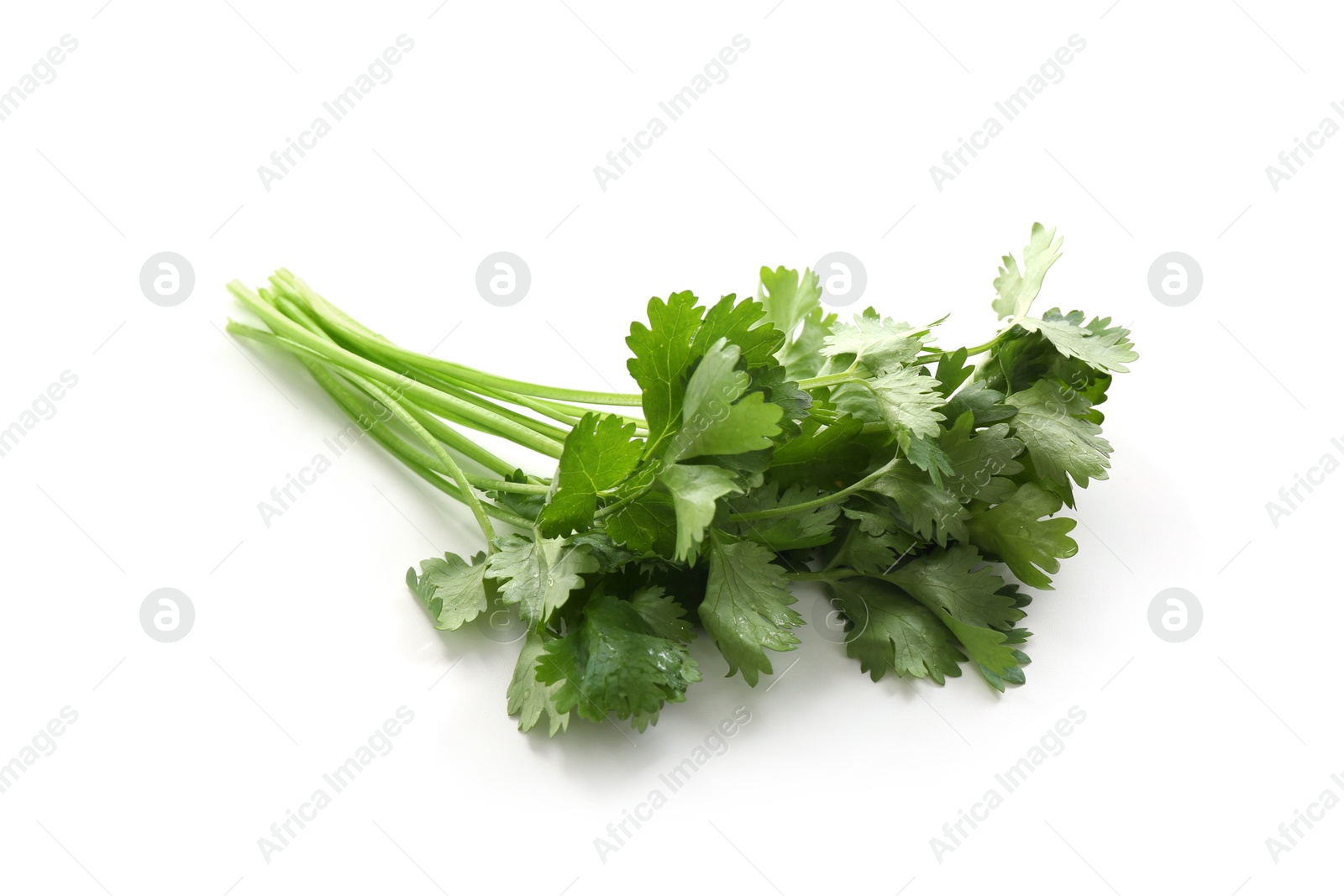 Sprigs of aromatic cilantro isolated on white Photo of Sprigs of aromatic cilantro isolated on white