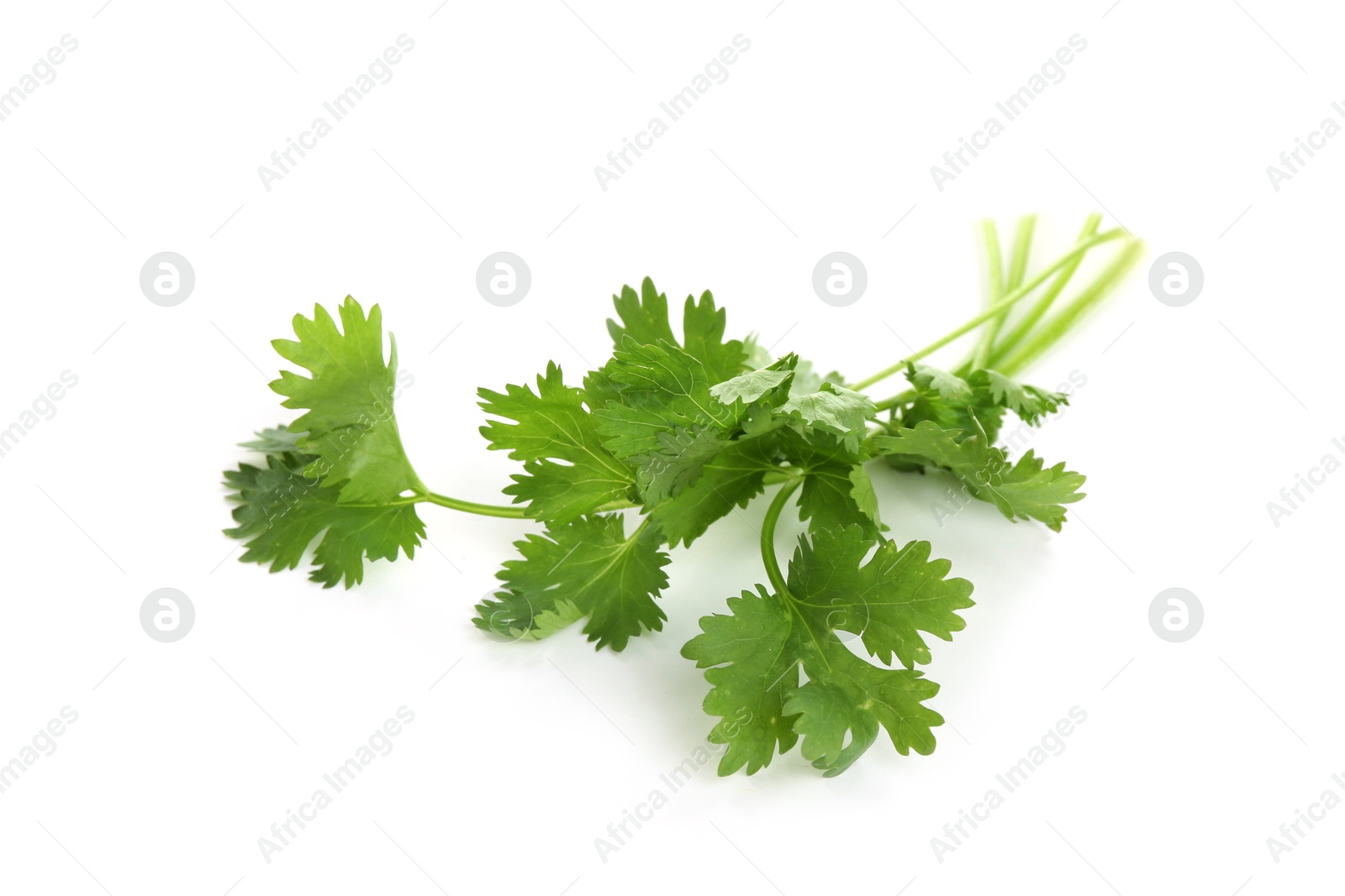 Photo of Sprigs of aromatic cilantro isolated on white