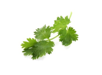 Photo of Sprig of aromatic cilantro isolated on white