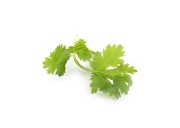 Photo of Sprig of aromatic cilantro isolated on white