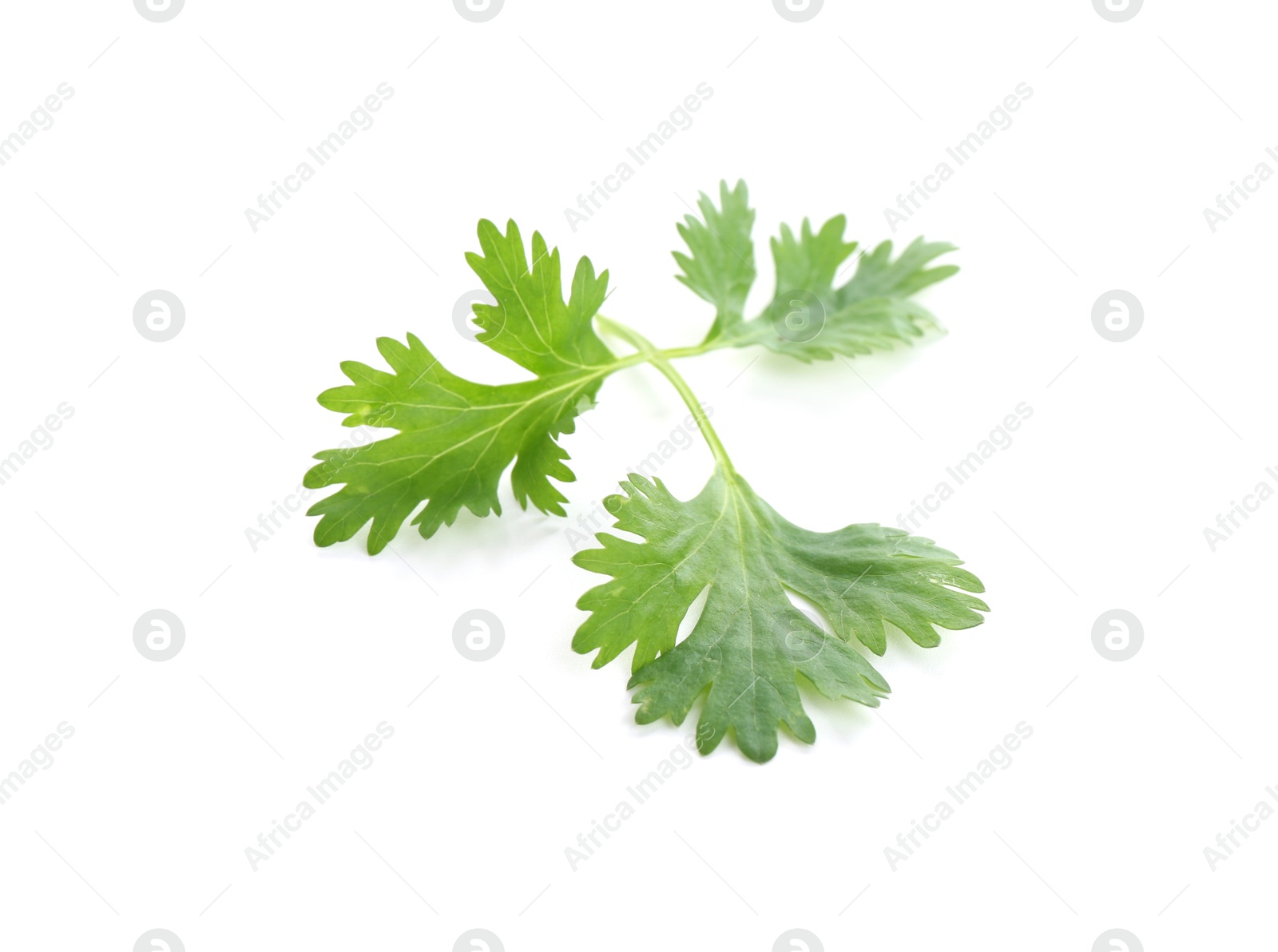 Sprig of aromatic cilantro isolated on white Photo of Sprig of aromatic cilantro isolated on white