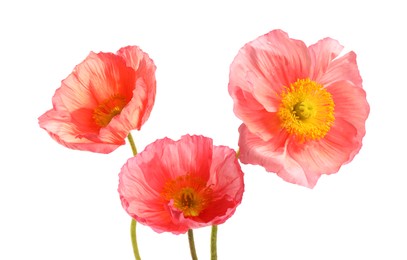Photo of Three beautiful poppy flowers isolated on white
