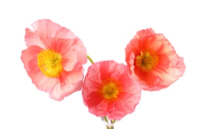 Photo of Three beautiful poppy flowers isolated on white