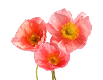 Photo of Three beautiful poppy flowers isolated on white