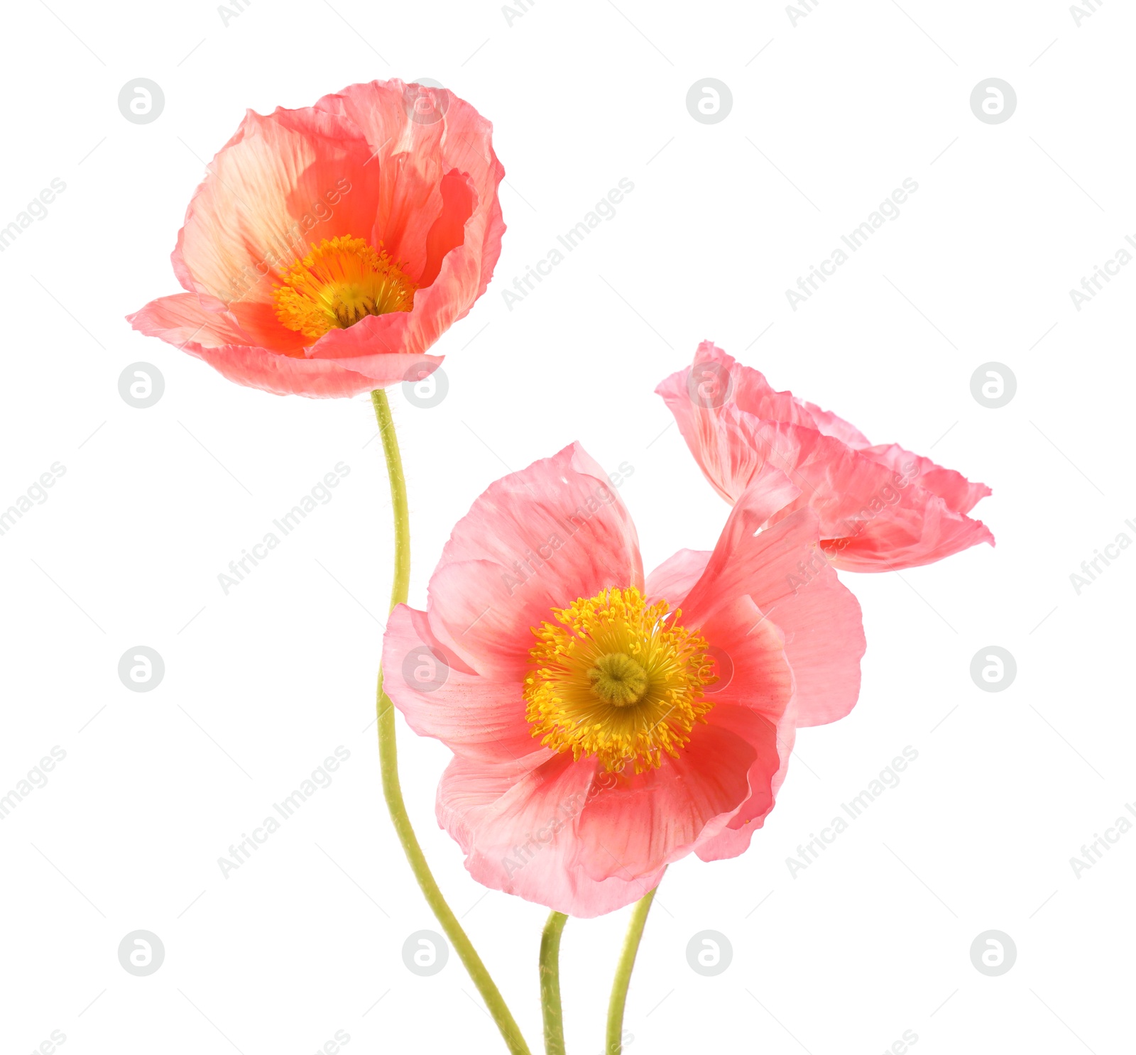 Three beautiful poppy flowers isolated on white Photo of Three beautiful poppy flowers isolated on white