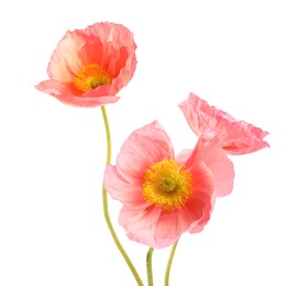 Photo of Three beautiful poppy flowers isolated on white