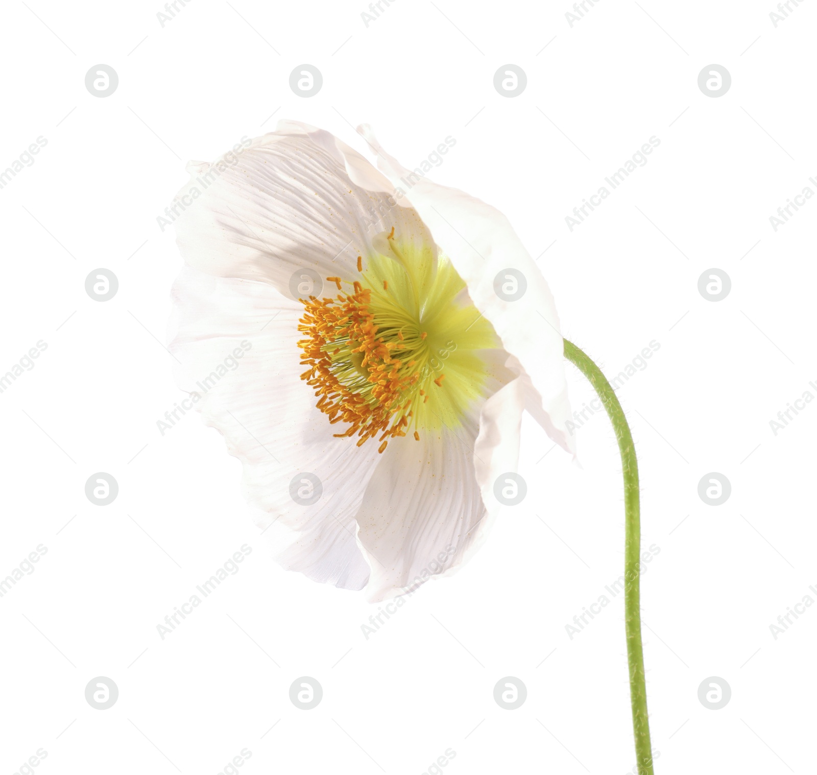One beautiful poppy flower isolated on white Photo of One beautiful poppy flower isolated on white