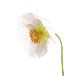 Photo of One beautiful poppy flower isolated on white