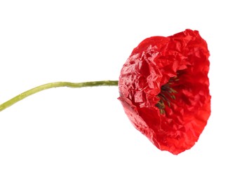 Photo of Beautiful red poppy flower isolated on white