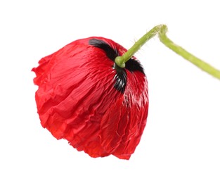 Photo of Beautiful red poppy flower isolated on white