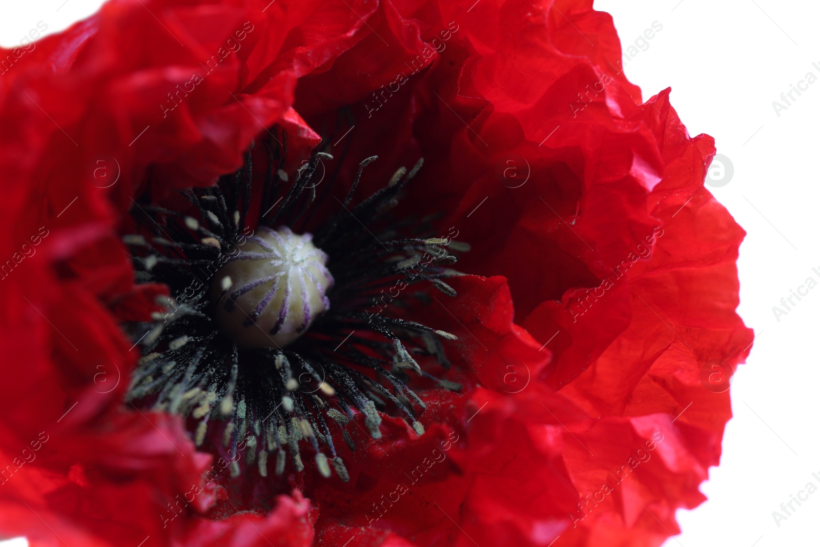 Photo of Beautiful red poppy flower isolated on white