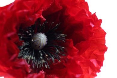 Photo of Beautiful red poppy flower isolated on white