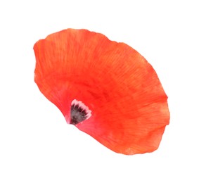 Photo of Petal of red poppy flower isolated on white