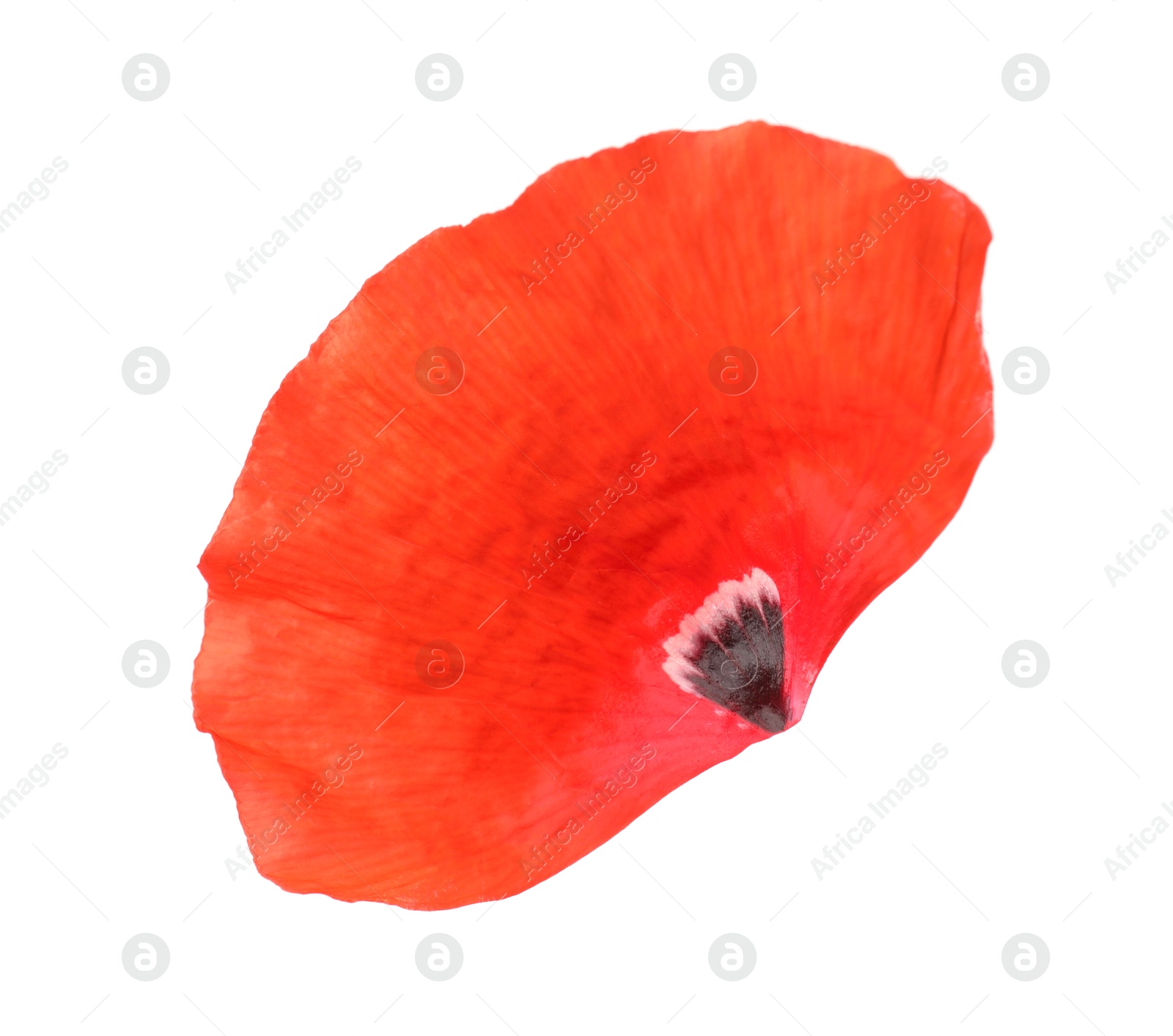 Photo of Petal of red poppy flower isolated on white
