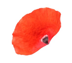 Photo of Petal of red poppy flower isolated on white