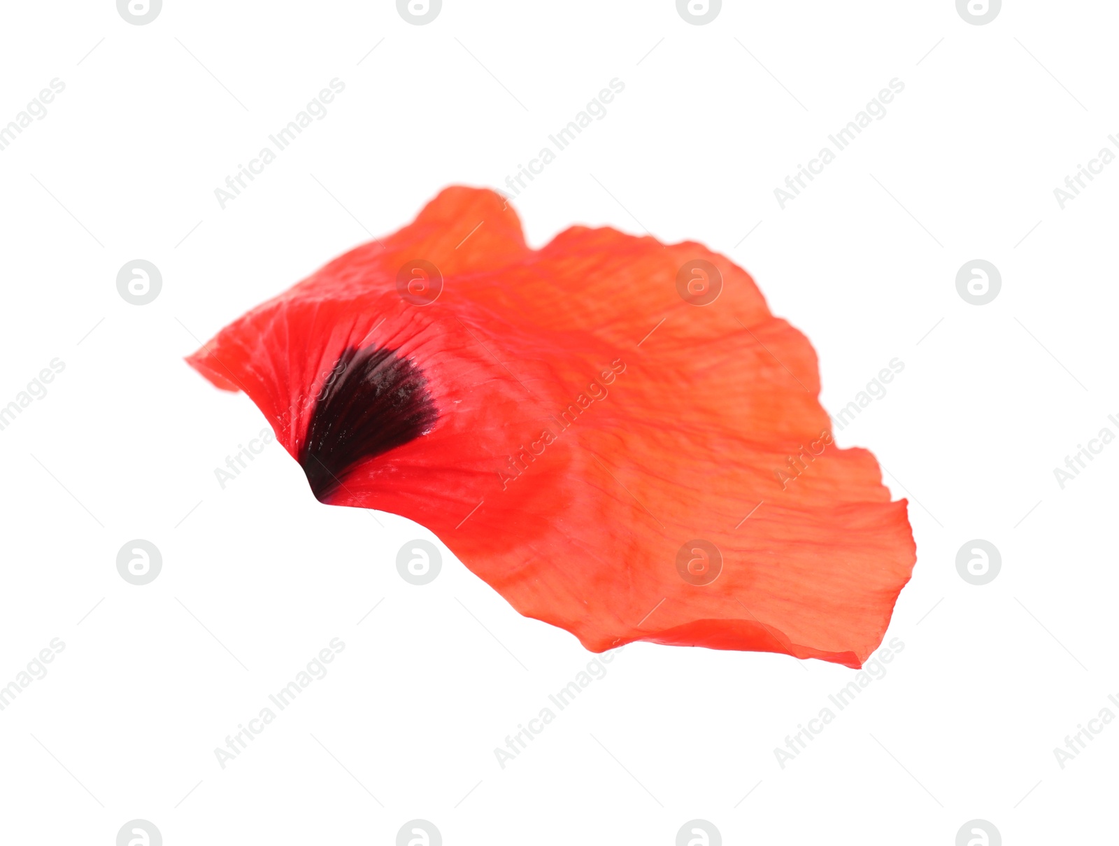 Photo of Petal of red poppy flower isolated on white