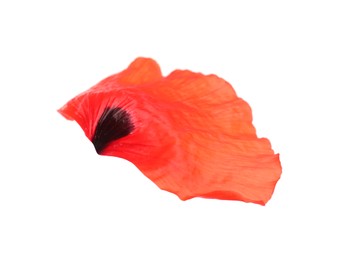 Photo of Petal of red poppy flower isolated on white